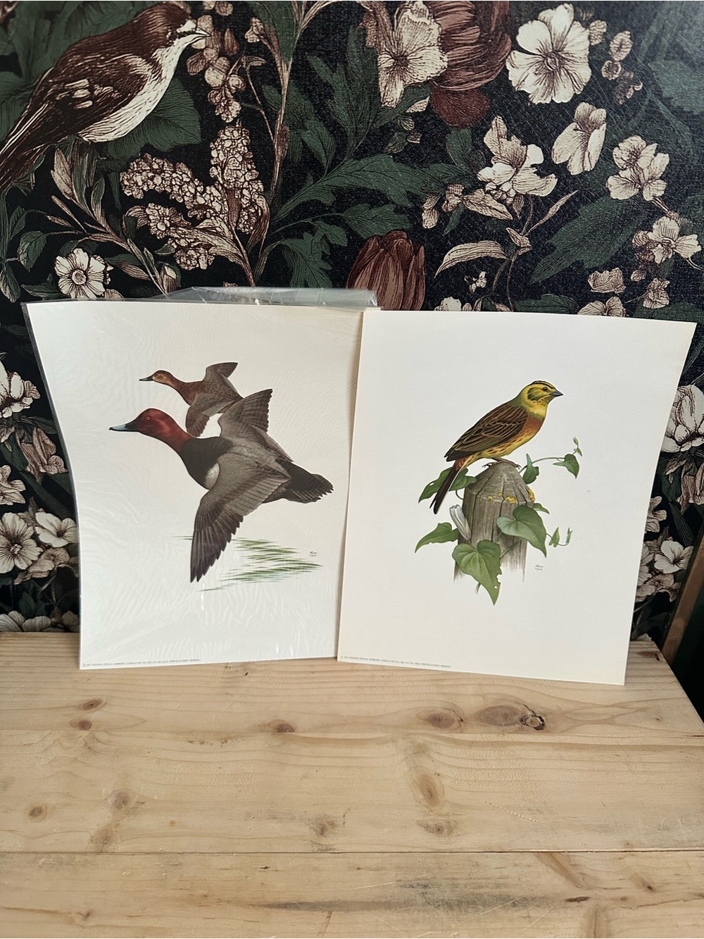 Vintage 1971 German duck bird  art print